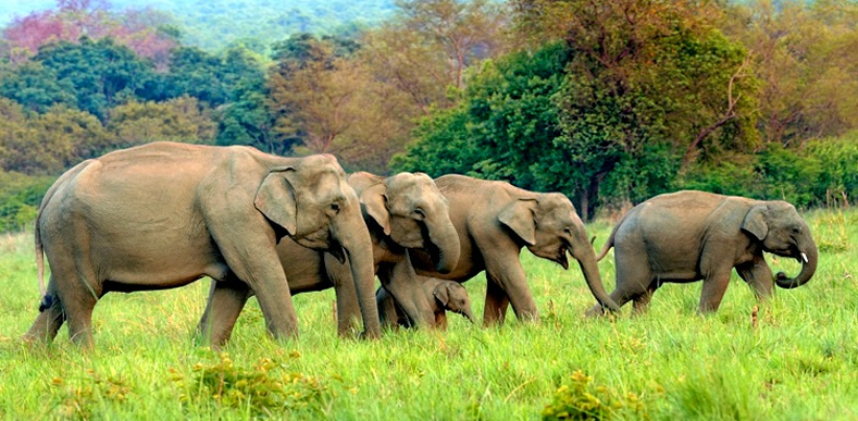 Amazing Trip Holidays Corbett Tour Package